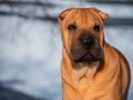 Dog home favorite breed Shar Pei Park winter walk snow red skin portrait sunny day Royalty Free Stock Photo