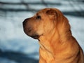 Dog home favorite breed Shar Pei Park winter walk snow red skin portrait sunny day Royalty Free Stock Photo