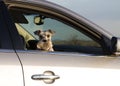 Pet Doggy in the Car Window Royalty Free Stock Photo