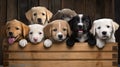 pet dogs in box Royalty Free Stock Photo