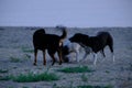 Best Friends Dogs Playing on a Beach Royalty Free Stock Photo