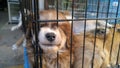 Pet dogs sleep in cages at the pet market