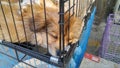 Pet dogs sleep in cages at the pet market