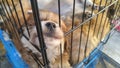 Pet dogs sleep in cages at the pet market