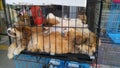 Pet dogs sleep in cages at the pet market