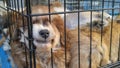 Pet dogs sleep in cages at the pet market