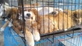 Pet dogs sleep in cages at the pet market