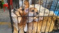 Pet dogs sleep in cages at the pet market