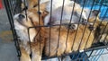 Pet dogs sleep in cages at the pet market