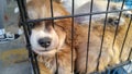 Pet dogs sleep in cages at the pet market