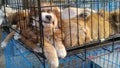 Pet dogs sleep in cages at the pet market