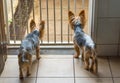 Pet dogs standing at a gate wanting to play outside