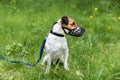 Dog breed Jack Russell Terrier walking wear muzzle in park. Protection, safety, restriction concept. Royalty Free Stock Photo