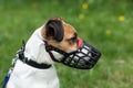 Parson Russell Terrier on nature in the grass. Dog breed Jack Russell Terrier walking wear muzzle in park. Royalty Free Stock Photo
