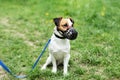 Pet, domestic animal. Parson Russell Terrier on nature in the grass. Royalty Free Stock Photo