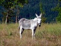 Pet Donkey in Field, Greece