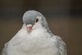 A pet dove in a Russian zoo.