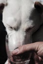 pet drinking from glass