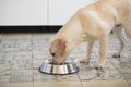 Pet eating food. Labrador dog eats food from bowl at kitchen in home Royalty Free Stock Photo