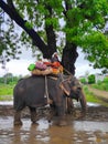 Pet elephant animals in india