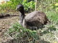 Pet emu, ratite ostrich Rhea emu sitting sunshine. Friendly emu ratite pet bird rare