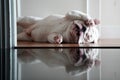 Pet English bulldog lying down looking bored scratching face Royalty Free Stock Photo