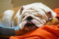 Pet English Bulldog sleeping with tongue sticking out Royalty Free Stock Photo