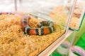 Pet false coral snake in a glass tank