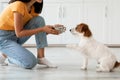 Fluffy dog waiting for food, unrecognizable woman feeding pet Royalty Free Stock Photo