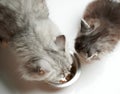 Pet feeding theme Royalty Free Stock Photo