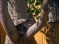 Cute gray long haired cat resting on large tree branch watching bird feeder Royalty Free Stock Photo