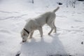 A female dog of the Alabai breed sniffs traces on the snow. Royalty Free Stock Photo