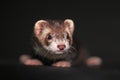 Pet Ferret on Black Backgroung Mustelid Polecat Mustela Furo Sable Mitt Color