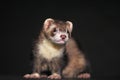 Pet Ferret on Black Backgroung Mustelid Polecat Mustela Furo Sable Mitt Color