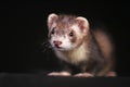 Pet Ferret on Black Backgroung Mustelid Polecat Mustela Furo Sable Mitt Color