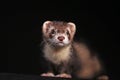 Pet Ferret on Black Backgroung Mustelid Polecat Mustela Furo Sable Mitt Color