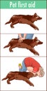 Pet first aid illustration