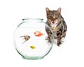 Pet Fish With Hungry Cat in Background Royalty Free Stock Photo