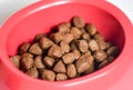 PET FOOD IN BOWL