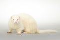 Nice albino ferret posing in studio on background Royalty Free Stock Photo