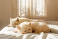 Pet friendly accommodation: lazy west highland white terrier westie dogs having morning sleep in on bed Royalty Free Stock Photo