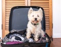 Pet friendly accommodation: scruffy west highland white terrier