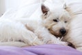 Pet friendly accommodation: west highland white terrier westie d Royalty Free Stock Photo
