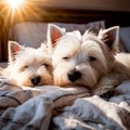 Pet-Friendly Retreat: Morning Sleep with Lazy West Highland White Terriers Royalty Free Stock Photo