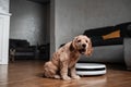 Pet friendly smart vacuum cleaner. Cute golden cocker spaniel puppy dog with while robot vacuum cleaner works close to