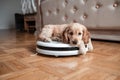 Pet friendly smart vacuum cleaner. Cute golden cocker spaniel puppy dog with while robot vacuum cleaner works close to