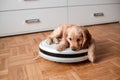 Pet friendly smart vacuum cleaner. Cute golden cocker spaniel puppy dog with while robot vacuum cleaner works close to