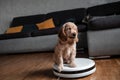 Pet friendly smart vacuum cleaner. Cute golden cocker spaniel puppy dog with while robot vacuum cleaner works close to