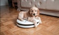 Pet friendly smart vacuum cleaner. Cute golden cocker spaniel puppy dog with while robot vacuum cleaner works close to