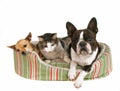 Pet friends Royalty Free Stock Photo